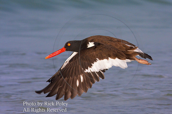 American Oystercatcher Haematopus palliatus) in Flight