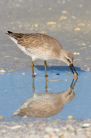 Red Knot (Calidris canutus) Feeding on Coquinas