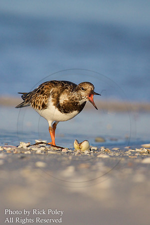 Ruddy Turnstone (Arenaria interpre) Engaged in Territorial Display