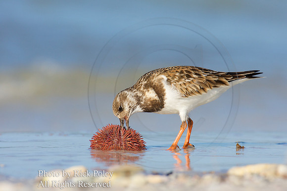 Juvenile Ruddy Turnstone (Arenaria interpre) Feeding on a Spiny Sea Urchin