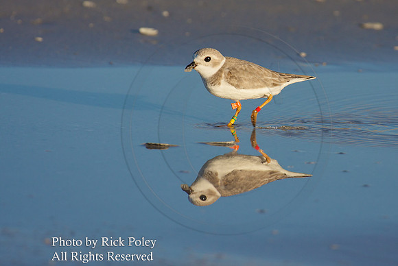 Piping Plover (Charadrius melodus)