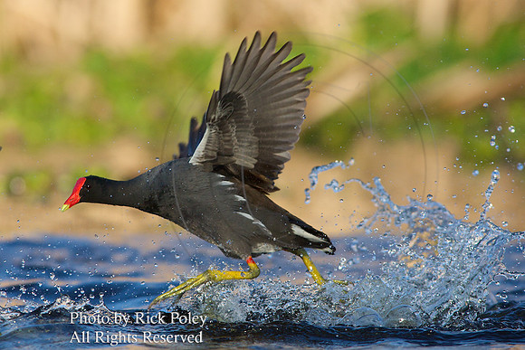 Common Moorhen (Gallinula chloropus) Running on Water