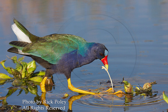 Purple Gallinule (Porphyrula martinica) Feeding