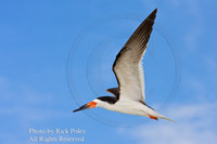Black Skimmer in Flight