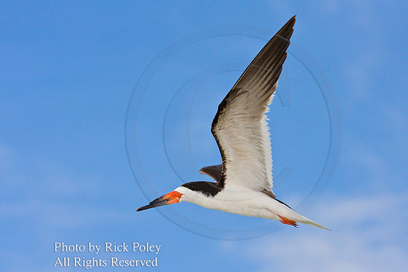 Black Skimmer in Flight