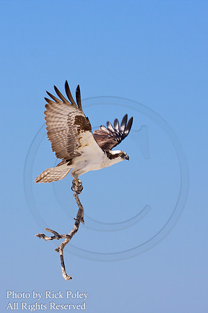 Nest Building Osprey