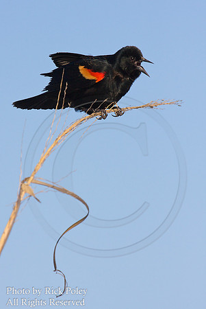 Male Red-winged Blackbird (Agelaius phoeniceus)