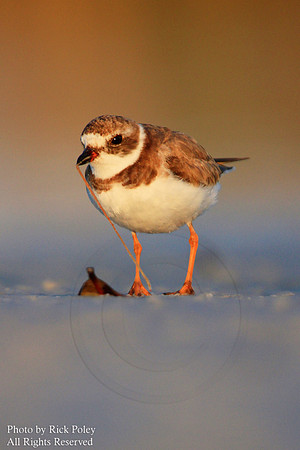 Semipalmated Plover (Charadrius semipalmatus)