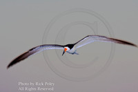 Flying Black Skimmer at Dawn