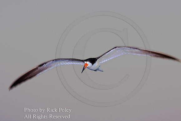 Flying Black Skimmer at Dawn