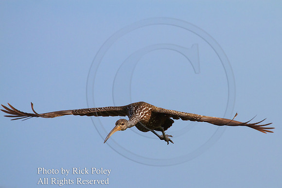 Limpkin (Aramus guarauna) in Flight;