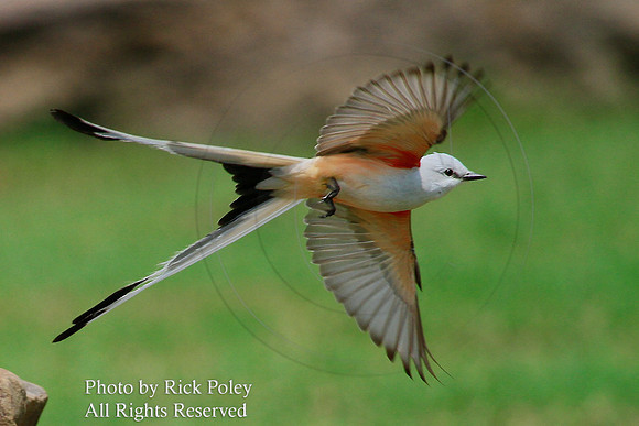 Scissor-tailed Flycatcher (Tyrannus forficatus)