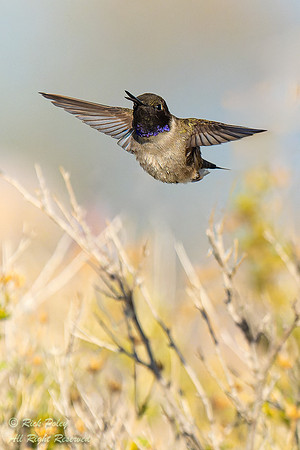 Male Flying Black-chinned Hummingbird (Archilochus alexandri), N