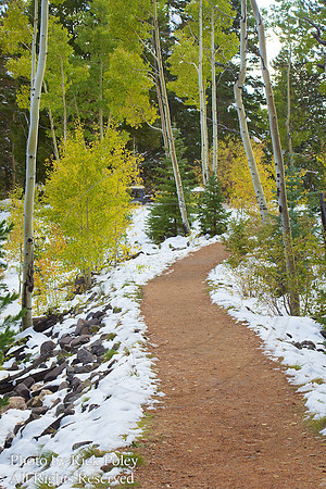 First Autumn Snowfall, Santa Fe National Forest; Santa Fe, NM