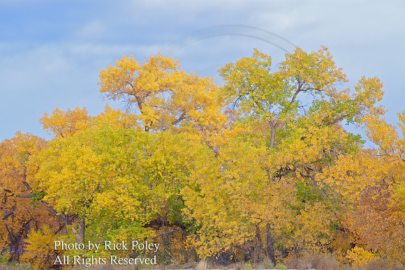 Cottonwood trees in Autumn Along the Bosque on the Rio Grande River