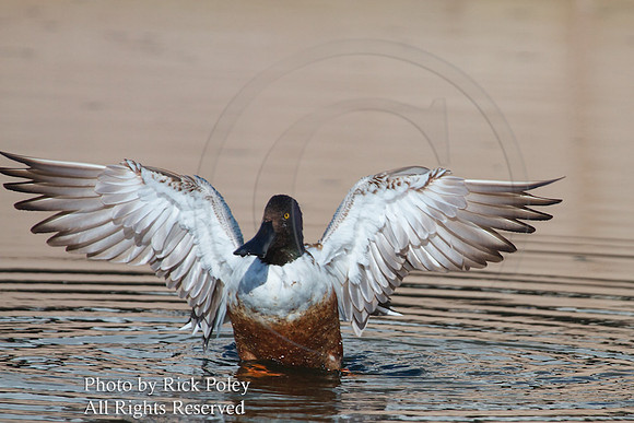 Bathing & Preening Male Northern Shoveler