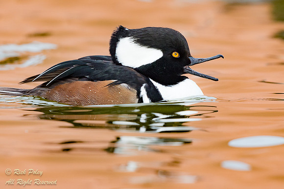 Drake Hooded Merganser (Lophodytes cucullatus) - Open Bill, NM,