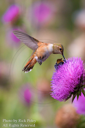 Rufous Hummingbird (Selasphorus rufus)