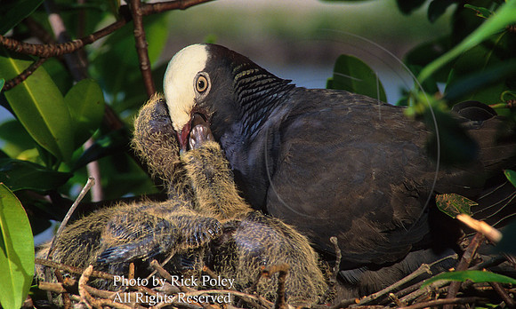 White-crowned Pigeons