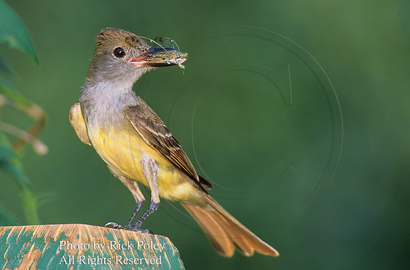 Great Crested Flycatcher (Myiarchus crinitus) with a Cicada