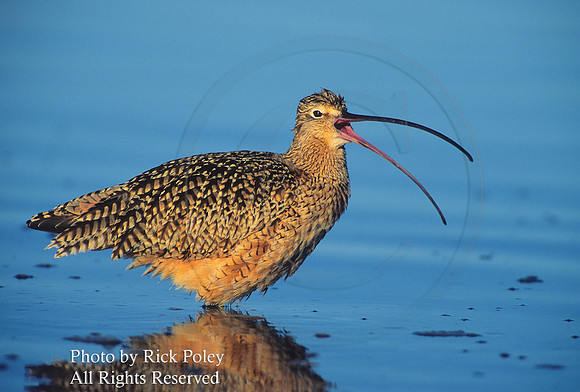 Long-billed Curlew (Numenius americanus) Calling