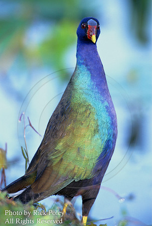 Purple Gallinule