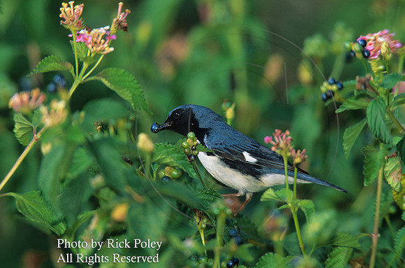Black-Throated Blue Warbler (Dendroica caerulescens)
