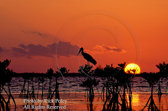 Wood Stork (Mycteria americana) at Sunset