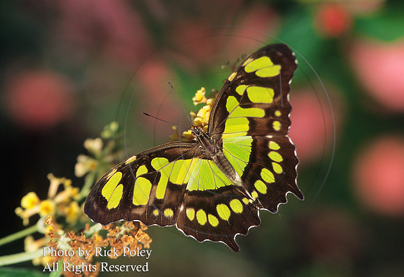 Malachite Butterfly (Siproeta stelenes);