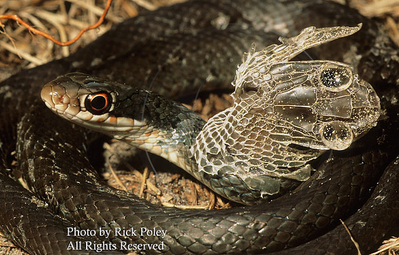 Southern Black Racer Shedding