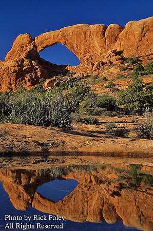 South Window Arch & Reflection In Rain-filled Vernal Pool; Arches NP, UT