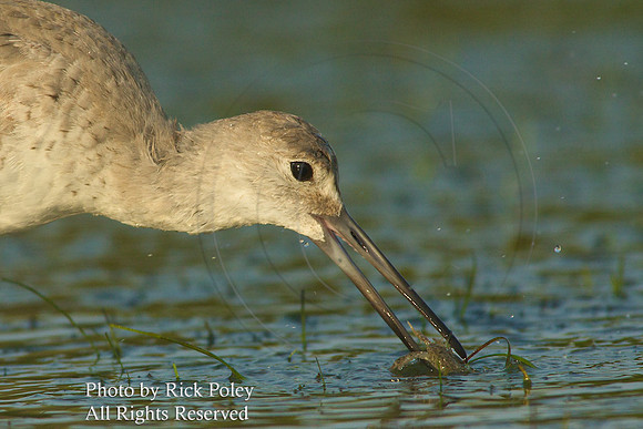 Willet (Catoptrophorus semipalmatus) Feeding on a Small Crab