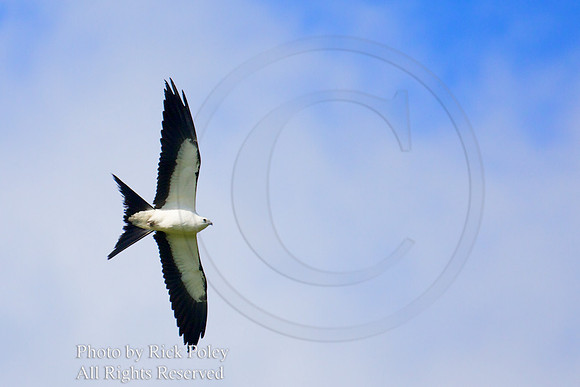 Swallow-tailed Kite