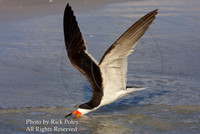 Black Skimmer Foraging