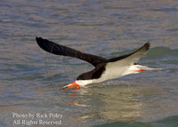 Foraging Black Skimmer