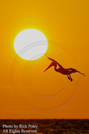 Foraging Brown Pelican (Pelecanus occidentalis) & Setting Sun
