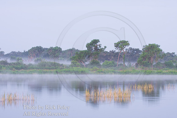 Early Morning Mist Rises From Restored Freshwater Ecosytsem