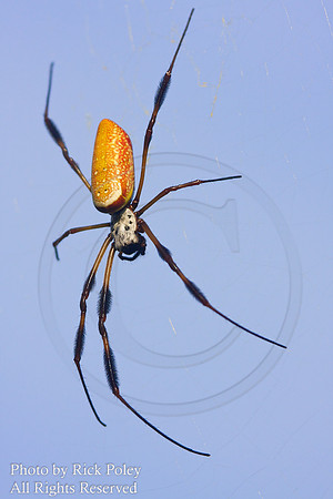 Golden Silk Orb-Weaver Spider (Nephila clavipes) or Banana Spider