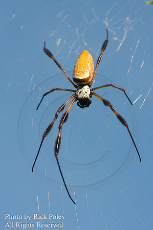 Golden Silk Orb-Weaver Spider (Nephila clavipes) or Banana Spider