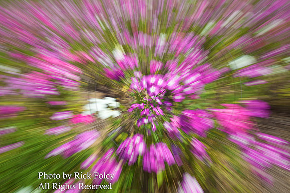 Flower Zoom