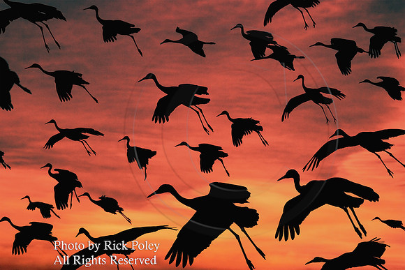 Parachuting Sandhills @ Sunset