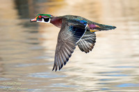 Drake Wood Duck (Aix sponsa) In Flight, NM