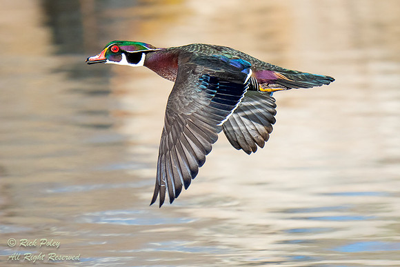 Drake Wood Duck (Aix sponsa) In Flight, NM