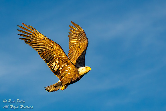 Bald Eagle (Haliaeetus leucocephalus) in Flight, NM
