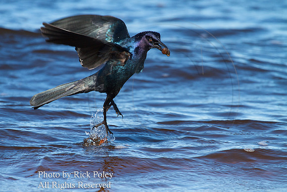 Male Boat-tailed Grackle with Snail
