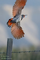 Red-shafted Northern Flicker (Colaptes auratus), Ridgway, CO