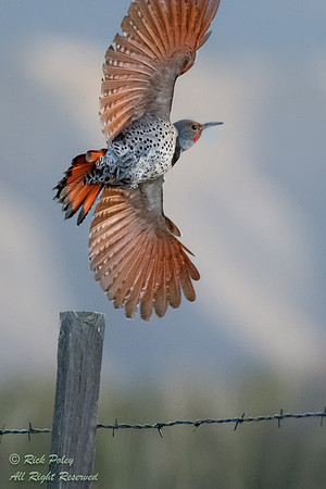 Red-shafted Northern Flicker (Colaptes auratus), Ridgway, CO