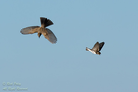 Say's Phoebe (Sayornis saya)  & Bank Swallow (Riparia riparia) i