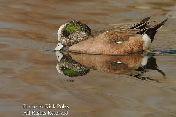 American Wigeon (Anas americana)
