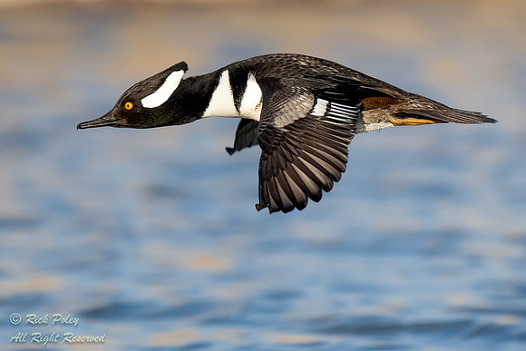 IDrake Hooded Merganser (Lophodytes cucullatus) in Flight, NM